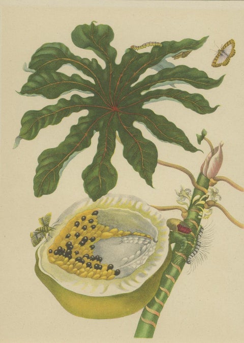 Papaya and Insects, 19th-Century Hand-Coloured Lithograph after Merian Plate 45, close-up 3
