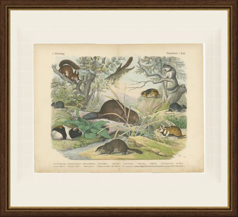 Antique Beaver and Red Squirrel Print with Hamster and Guinea Pig, circa 1890, shown framed