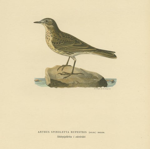 Antique Bird Print of the Water Pipit by Von Wright, 1927, view 2