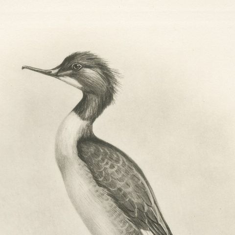 The Goosander and Smew, Antique Photogravure after Lilian Medland, circa 1908, close-up 2