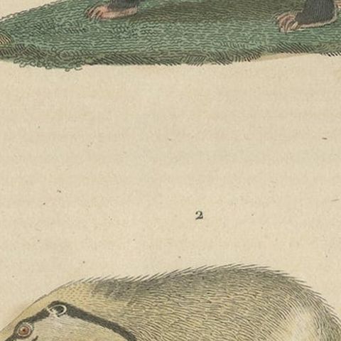 Old Hand-Colored Print of a Big Lipped Bear and Bali-Collared Soar or Hog Badger, close-up 4