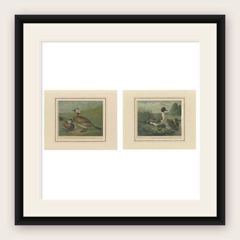 Elegant 1880 Lithographs of Ducks: White-headed Duck and Northern Pintail, shown framed