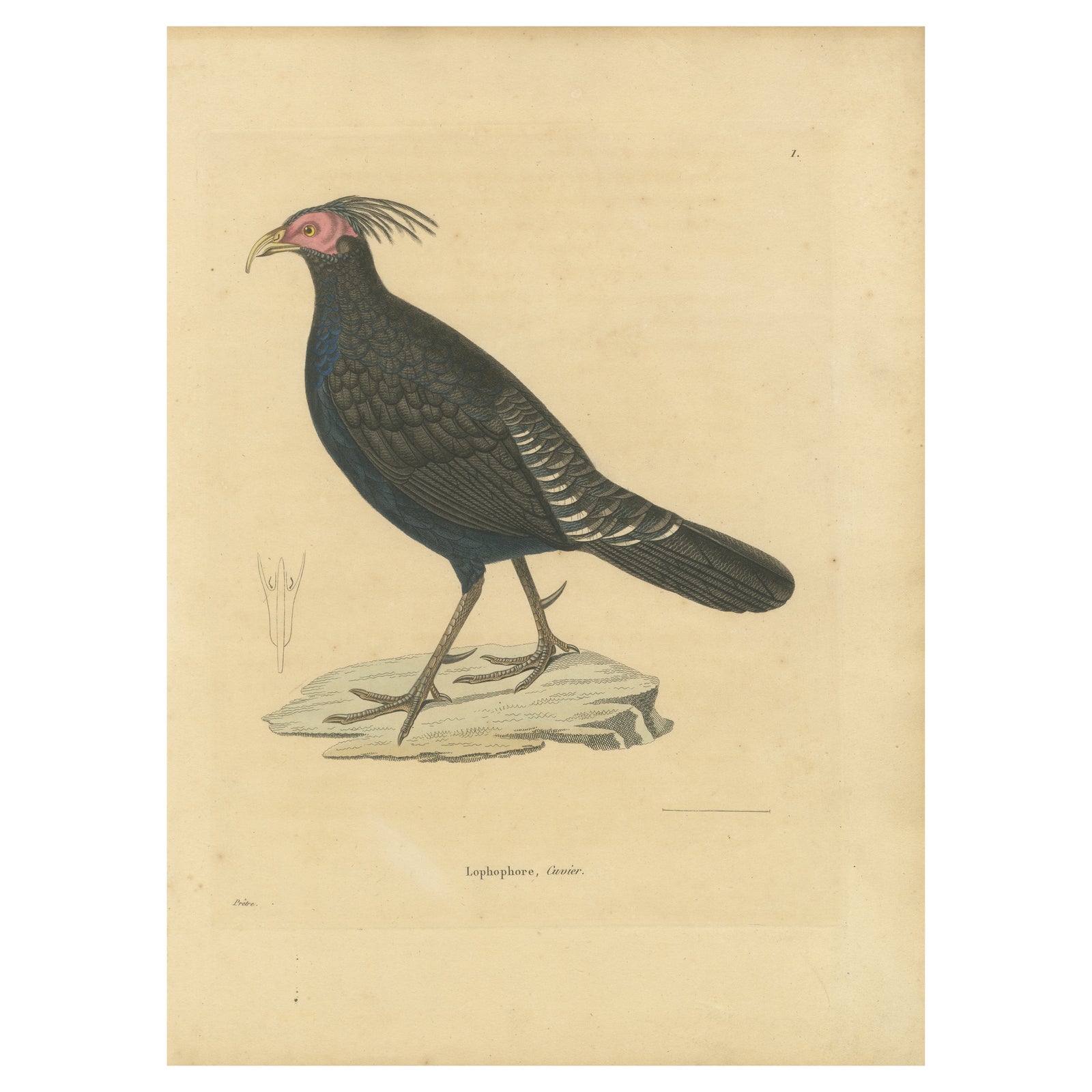 Hand-Colored Engraving of a Himalayan Monal, Exotic Ornithological Print, 1808