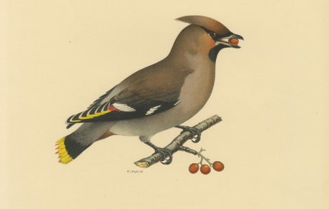 Bohemian Waxwing with Berries, Swedish Bird Lithograph, 1929, close-up 3