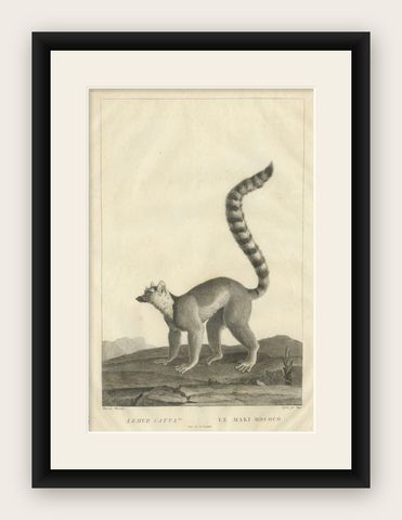 Early 19th-Century Engraving of Lemur Catta by S.C. Miger and N. Maréchal, Paris, shown framed
