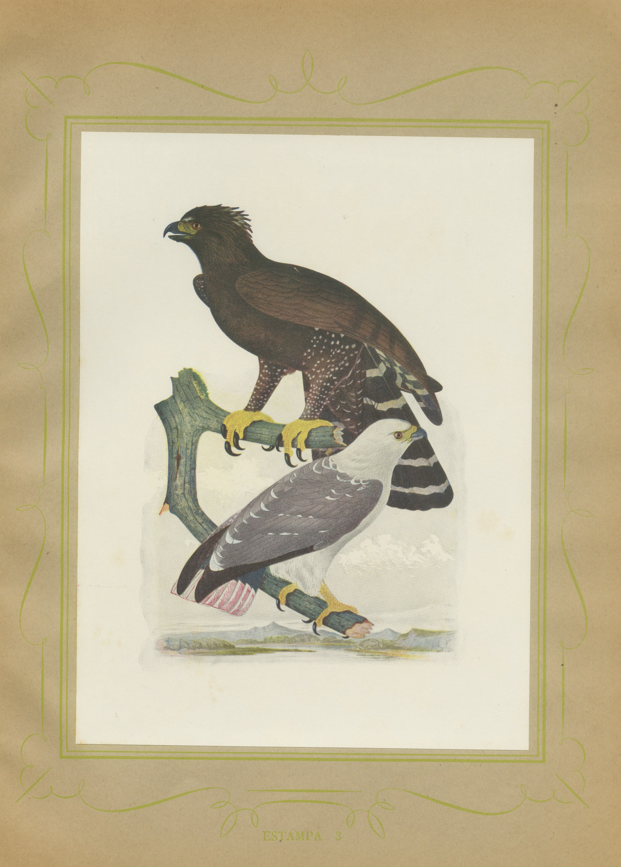 Ornate and Black-and-White Hawk-Eagles, Brazilian Bird Print, Descourtilz, 1944