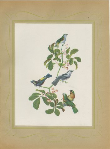 Tanagers, Honeycreepers and Berries, Brazilian Bird Print, Descourtilz, 1944, view 2