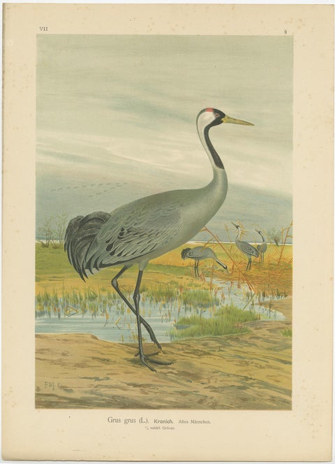 Antique Bird Print of the Common Crane by Naumann, circa 1895, view 3