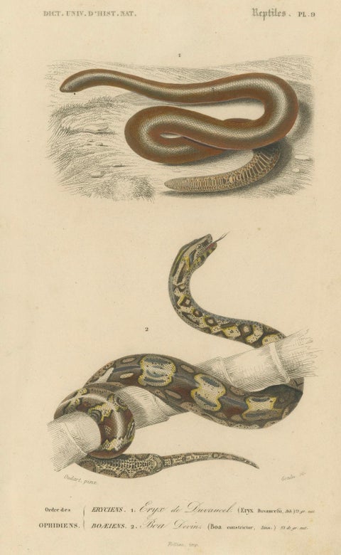 Snake Print of Sand Boa and Boa Constrictor, c.1850, by Orbigny, close-up 4