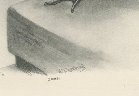 White Stork, Antique Bird Print after Lilian Medland, circa 1909, close-up 1