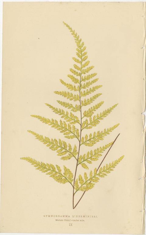 Antique Victorian Fern Botanical Prints, Gymnogramma Plates Wall Art 1856, view 10
