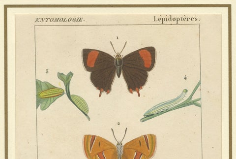 "Entomologie - Lepidoptera Study Plate" from Encyclopedic Collection, circa 1760, close-up 2