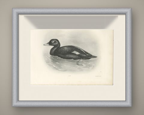 Velvet Scoter, Antique Bird Print after Lilian Medland, circa 1909, shown framed