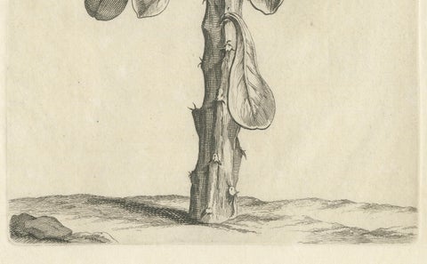 Botanical Engraving of Tithymalus Aiz Arbor from Caspar Commelin’s Work, 1706, close-up 2