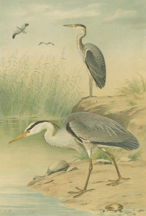 Antique Bird Print of the Grey Heron by Naumann, circa 1895, close-up 1