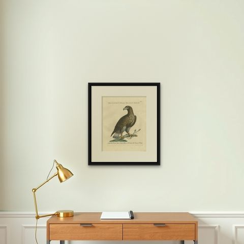 Antique Bird Print of a White-Tailed Eagle by Manetti, circa 1770, shown framed on a wall