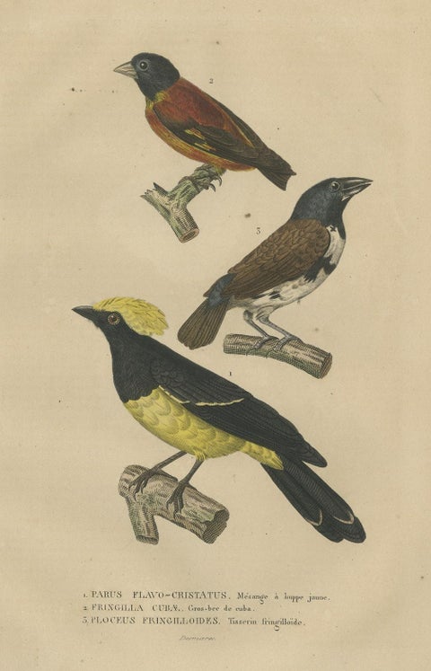 Antique Bird Print Showing A Sultan Tit, a Cuban Finch and a Magpie Mannikin, close-up 1