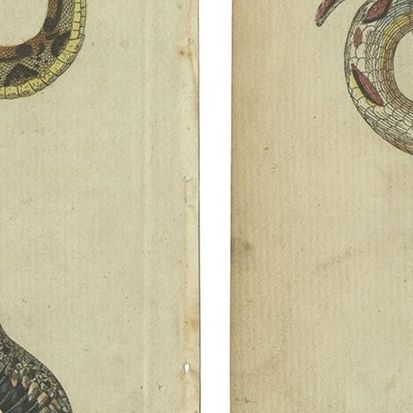 Set of 2 Antique Prints of Various Snakes by Bertuch, circa 1800, close-up 1