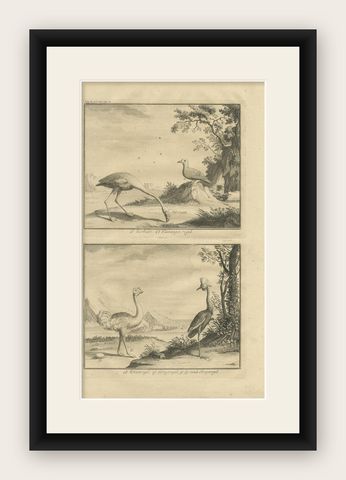 Antique Bird Print of Various Birds by Valentijn, 1726, shown framed