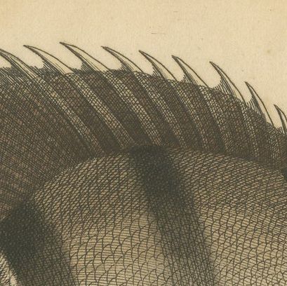 Long-Nosed Surgeonfish, Antique Hand-Colored Fish Engraving, Nodder c.1794, close-up 1