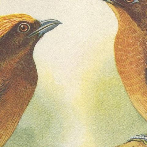 Antique Print of the White-Eared Cat Bird, Tooth-Billed Cat Bird and Other, 1950, close-up 2