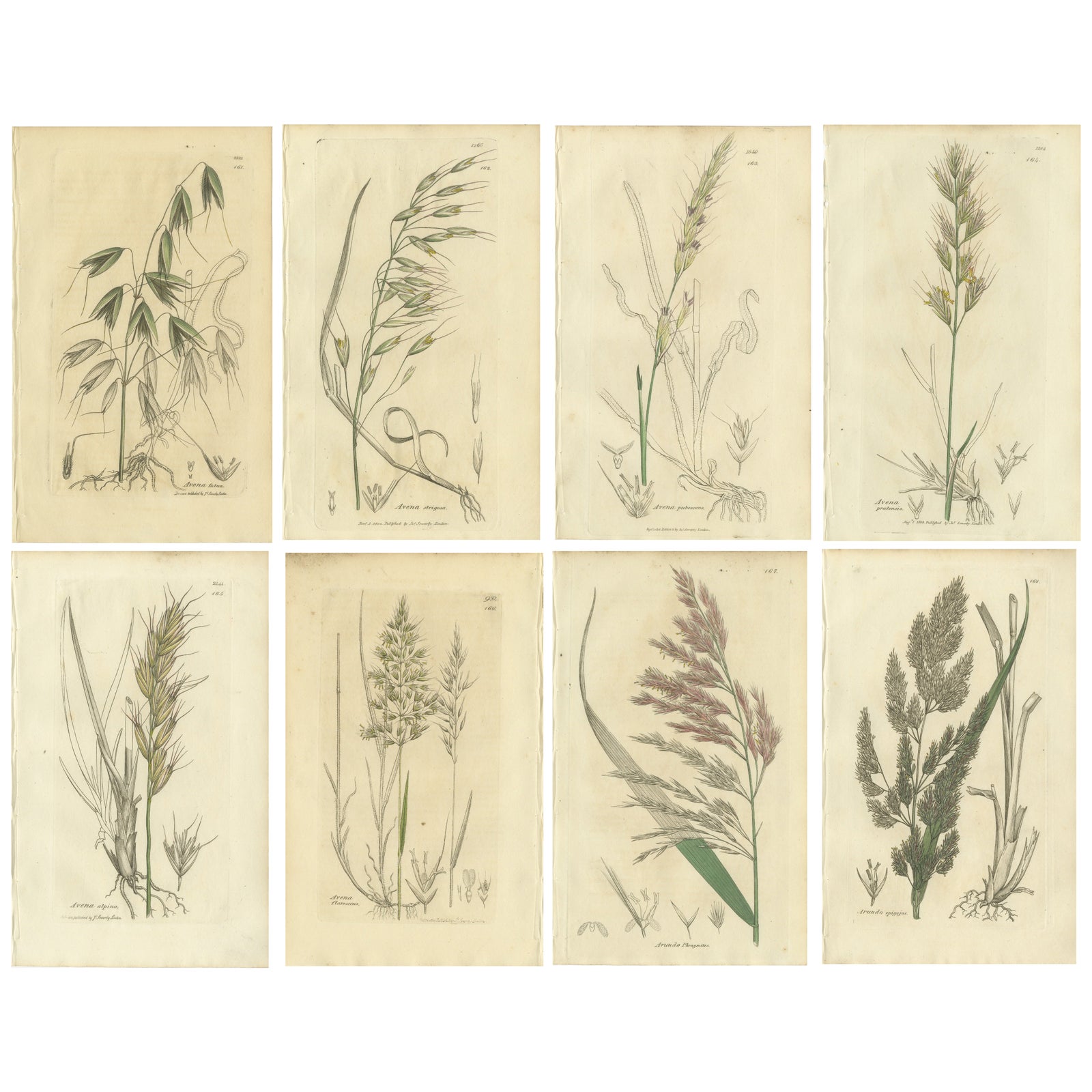 Set of 8 Antique Botanical Engravings of Avena, Arundo & Meadow Grasses, c.1830