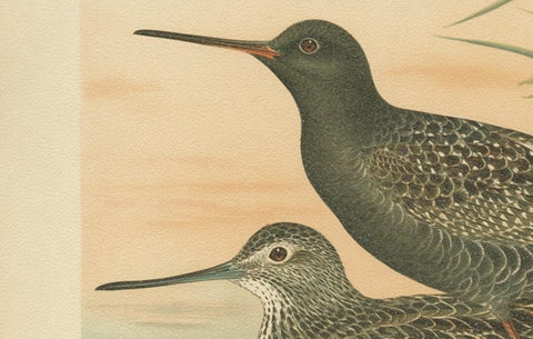 Spotted Redshank and Greenshank, Antique Shorebird Lithograph c.1895, close-up 4
