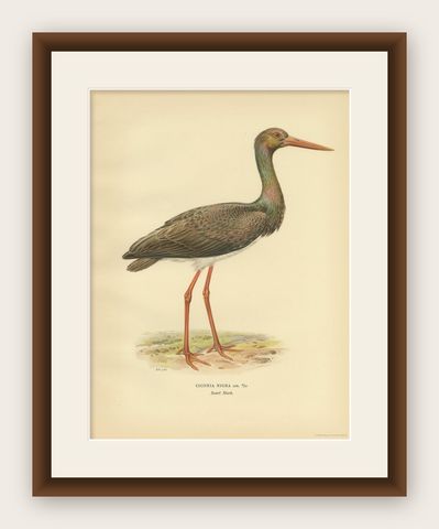 Antique Bird Print of the Black Stork by Von Wright '1929', shown framed