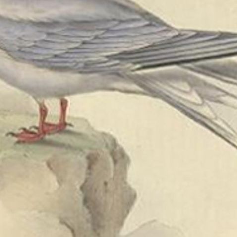 Antique Bird Print of the Arctic Tern by Gould, 1832, close-up 1