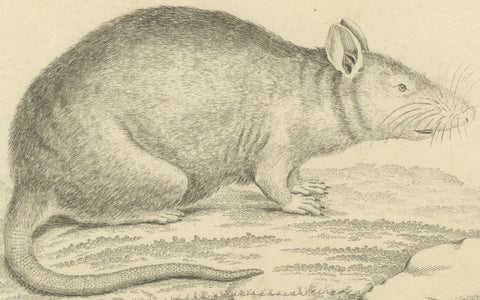 Antique Zoological Engraving of a Rodent, D.R. Nitschmann & J. Nußbiegel, c.1800, close-up 2