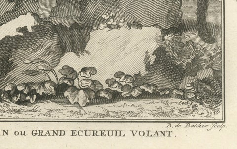 Original Antique Engraving of The Red Giant Flying Squirrel or "Le Taguan", 1766, close-up 2