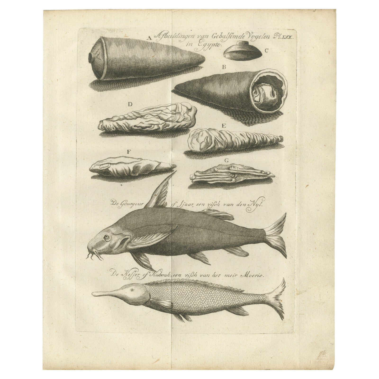 Embalmed Birds and Nile Fish, Egyptian Natural Curiosities, c.1776