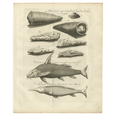 Embalmed Birds and Nile Fish, Egyptian Natural Curiosities, c.1776