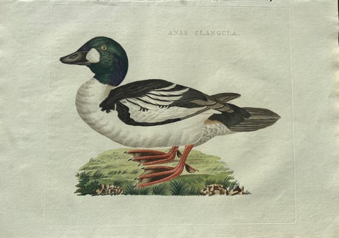 Common Goldeneye Duck, Antique Bird Engraving by Nozeman and Sepp, 1809, view 6