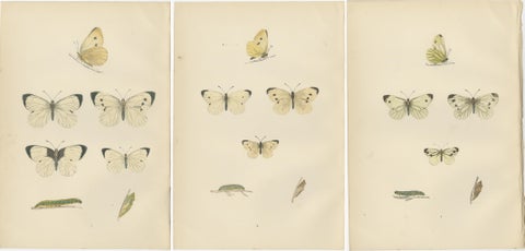 Lepidoptera Lifecycle: A Triptych of Transformation, 1890, view 2