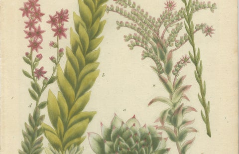 Decorative Botanical Engraving of Sedum & Succulent Plants, 1737, close-up 3