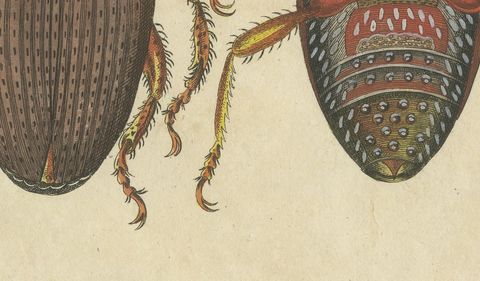 Grain Weevil Magnified Under the Microscope, Antique Bertuch Print, circa 1815, close-up 2