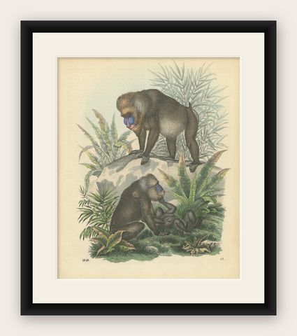 Antique Print of Baboons, the World's Largest Monkeys, 1859, shown framed