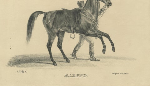 Antique Arabian Horse Lithograph “Aleppo” by August Jäger, 1846, close-up 6