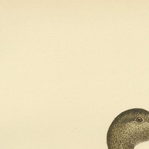 Antique Bird Print of the Gadwell by Von Wright '1929', close-up 1