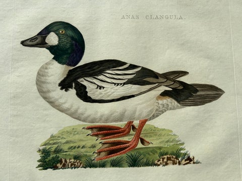 Common Goldeneye Duck, Antique Bird Engraving by Nozeman and Sepp, 1809, view 3