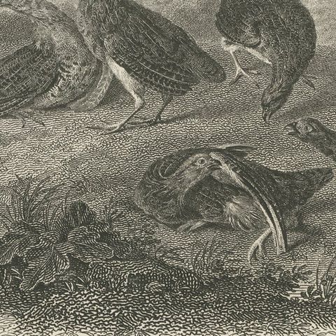 Antique Bird Print of a Covey or Small Group of Partridges, close-up 2