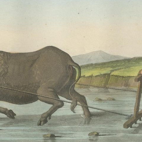 Chinese Farmer with Water Buffalo, Agricultural Scene, Ferrario Print of 1815, close-up 1