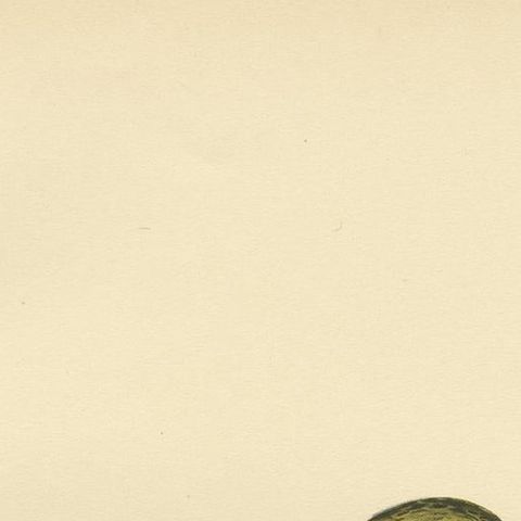 Antique Bird Print of The Yellowhammer by Von Wright, 1927, close-up 1
