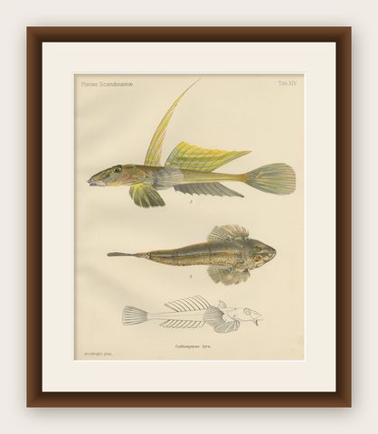 Common Dragonet - Graceful Hand-Coloured Scandinavian Fish Lithograph, 1895, shown framed