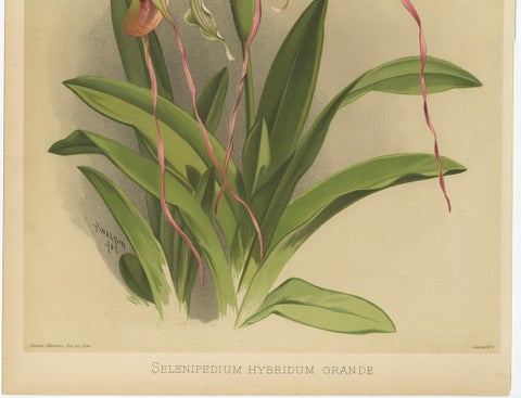 Antique Botanical Print, Exotic Orchid Selenipedium Hybridum Grande, c.1888, close-up 1