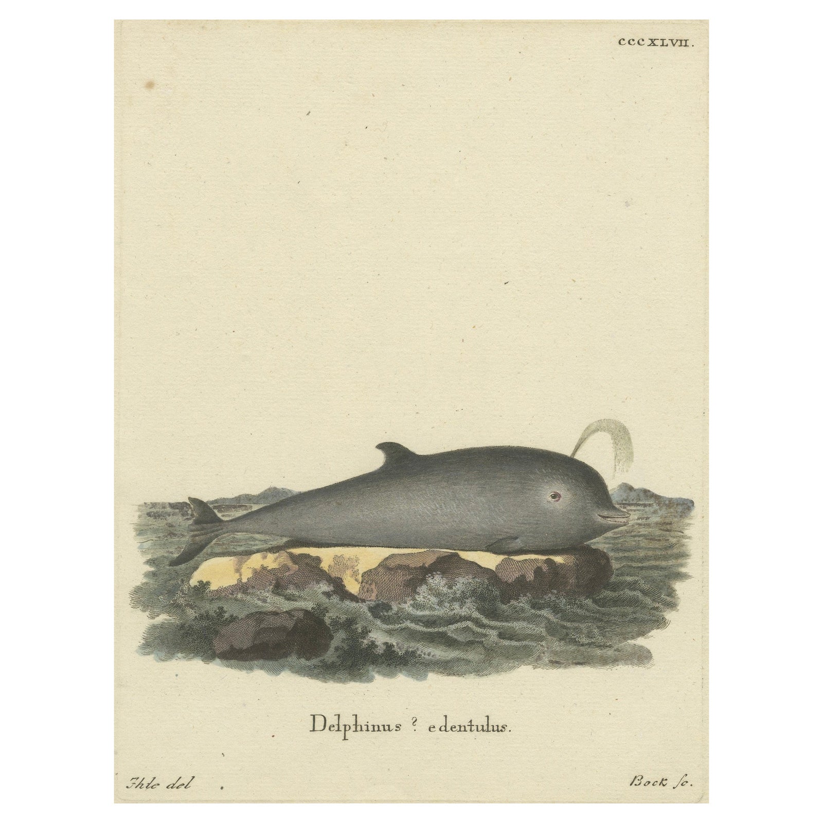 Northern Bottlenose Whale: Classic 18th Century Scientific Illustration, 1775