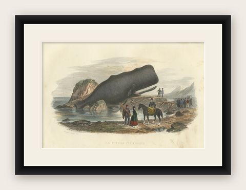 Le Physale Cylindrique (Sperm Whale), Hand-Colored Engraving, 1840, shown framed
