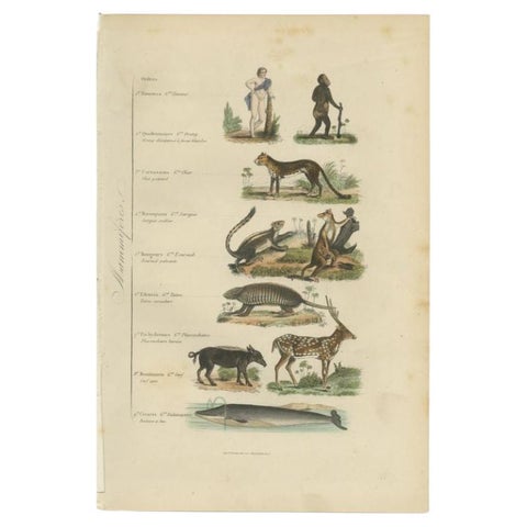 Interesting and Decorative Antique Print of Various Mammals and Humans, 1854, view 2