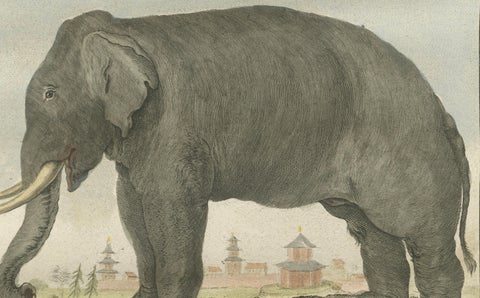 Charming Elephant Pair, Antique Hand-Coloured Prints by Buffon, 1769, close-up 3